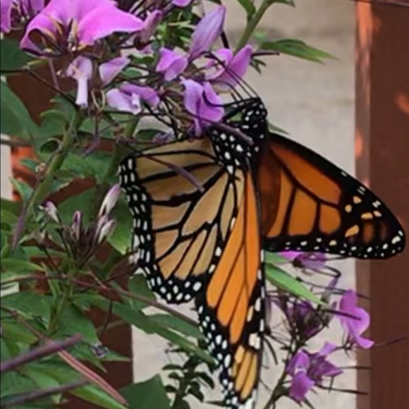 Hemiplegic Migraine Awareness 🌹 My Closet For A Cause & My Story ❤️ - Picture 8 of 11